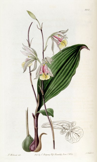 Bletia gracilis von Miss Drake